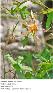 Screen Shot 2015-01-25 at 4.03.26 pm