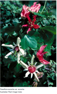 Screen Shot 2015-01-25 at 4.04.25 pm