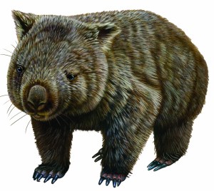 wombat